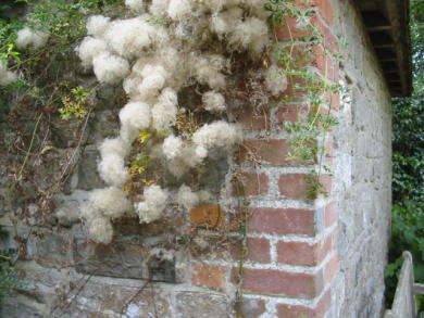 Gärten in England Coates Manor